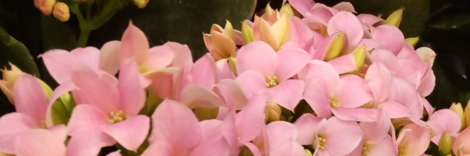 flwerchildmagic's profile banner image