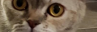 Lizberty 🏳️‍⚧️ banner