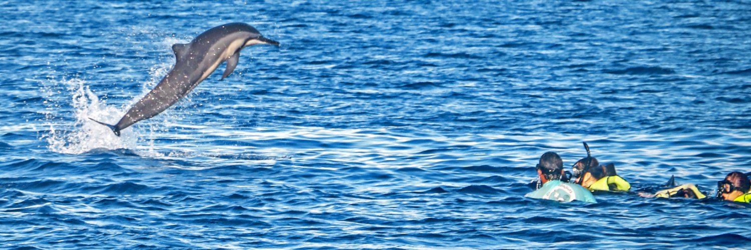 DolphinsAndYou's profile banner image