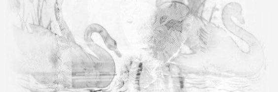 Swan 🦢 banner