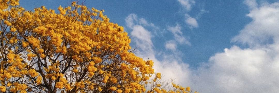 Viviane Fernandes ཐི༏ཋྀ's banner