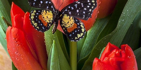 Muriah Denise banner