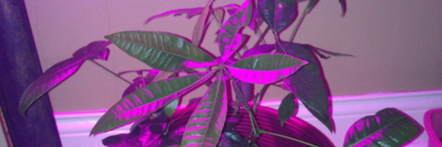 RarestDiamond33's profile banner image