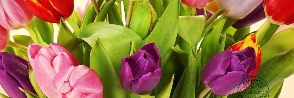 Irina Gradinari banner