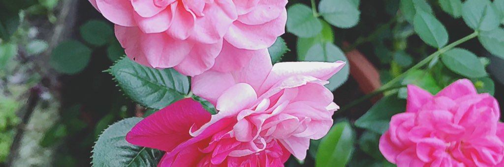 ぽこた's banner