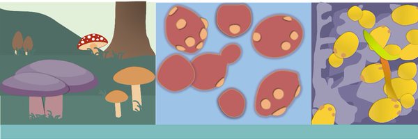 Irish Fungal Society Profile Banner