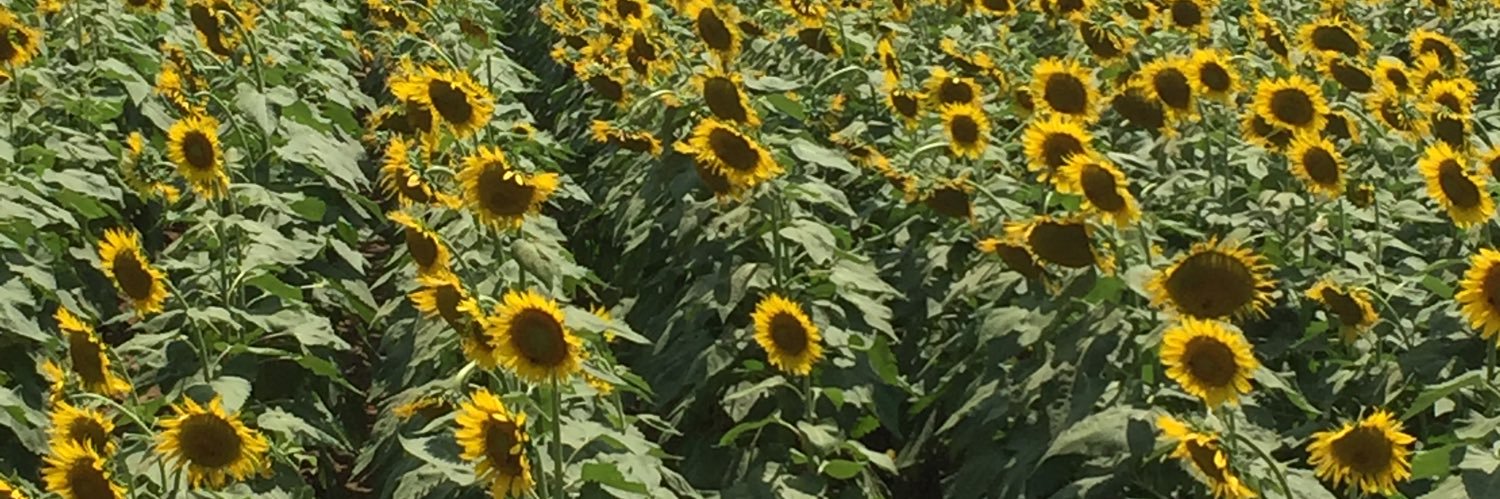 mschenck🌻🇺🇦☮️ banner