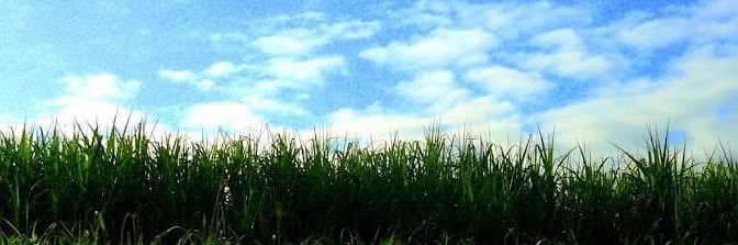 zassulich's profile banner image