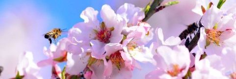 ormanarisi's profile banner image