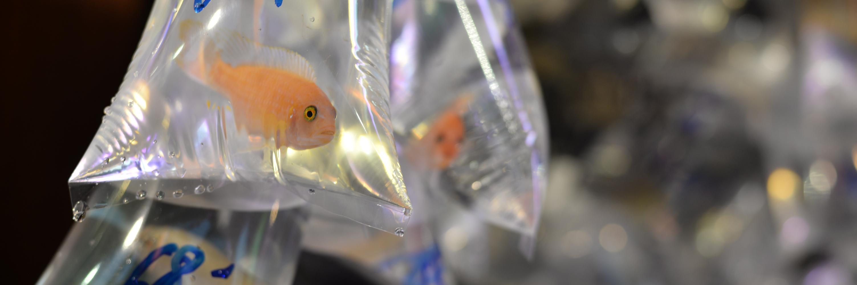 Alexia Eychenne banner