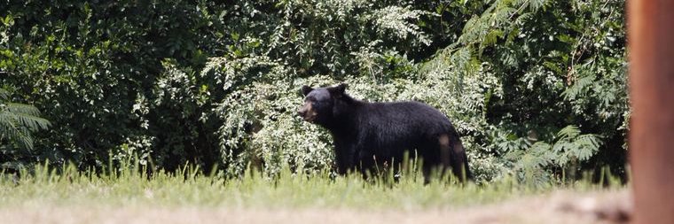 OTownBBear's profile banner image