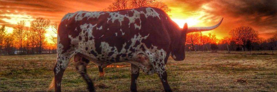 brunge03's profile banner image