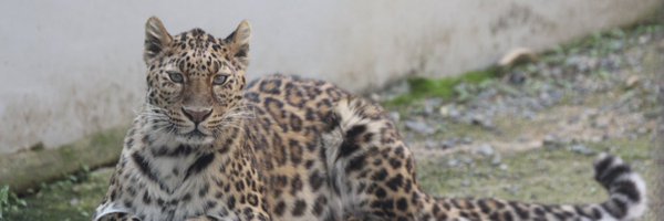 福山市立動物園[公式] Profile Banner