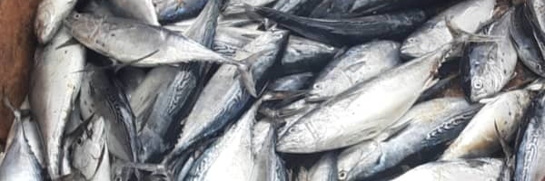 Ing. J.Gustavo Aviles banner