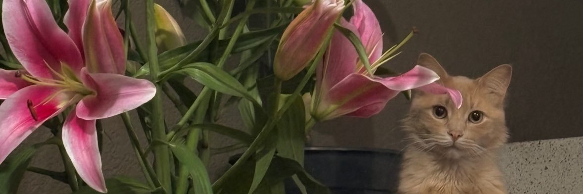 michel_jgb's profile banner image