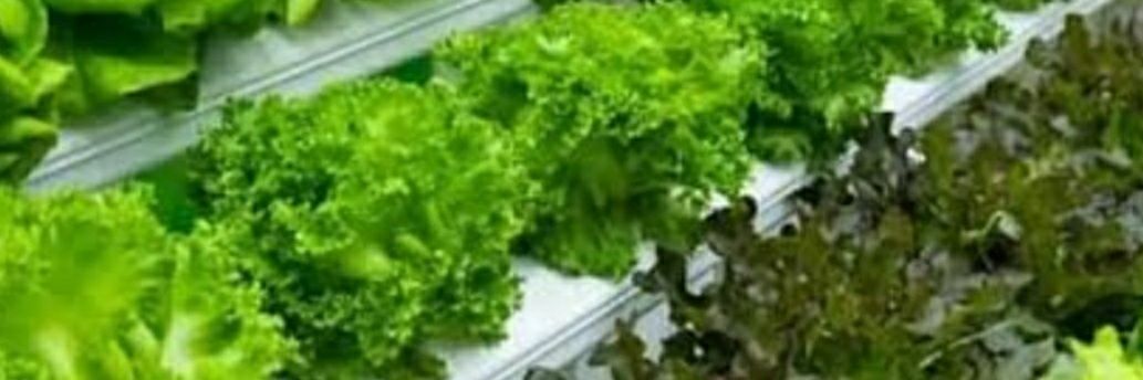 Margareth P. Nzuki banner