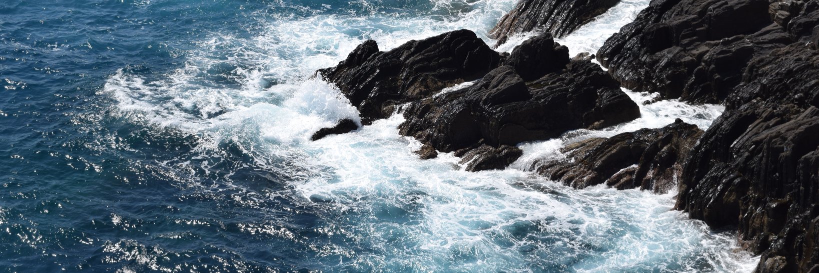 Megan Pagliaro banner