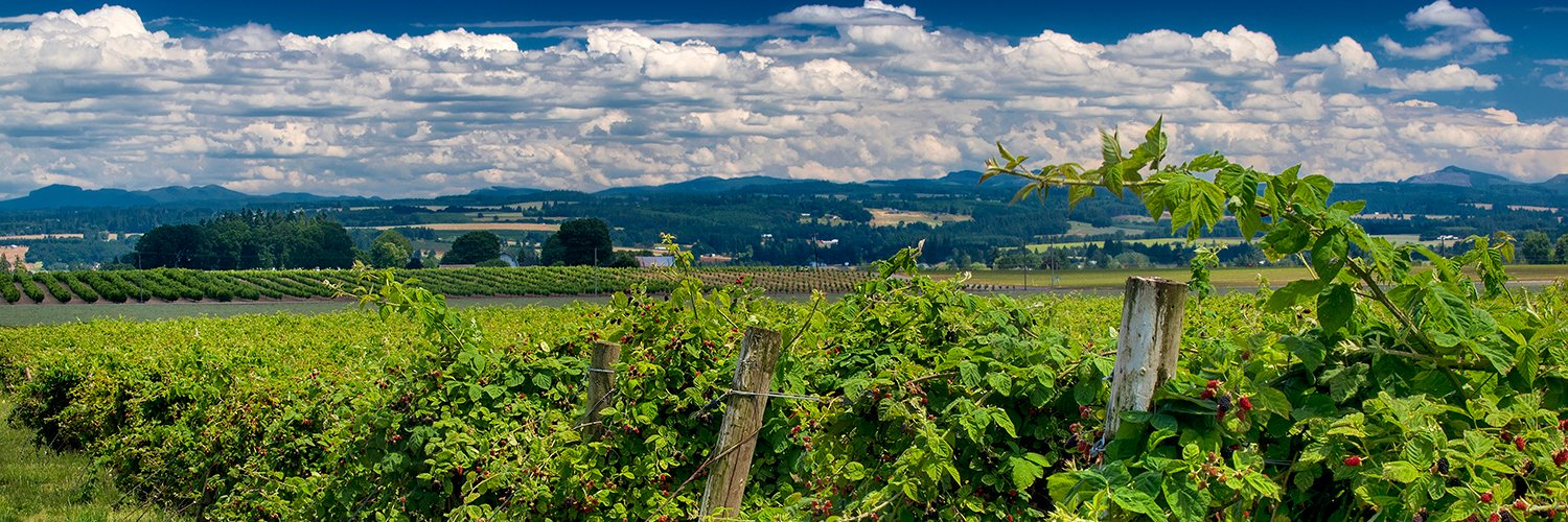 oregonberries's profile banner image
