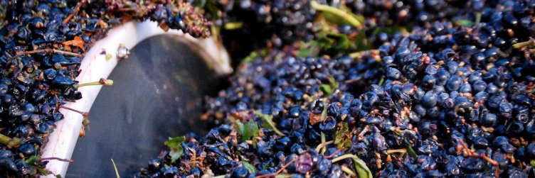 Le Vigne Winery banner