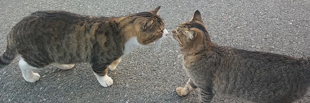 ベルりんはマスクを外さない banner