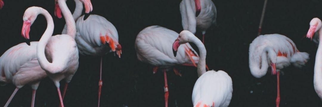 jackytheong's profile banner image