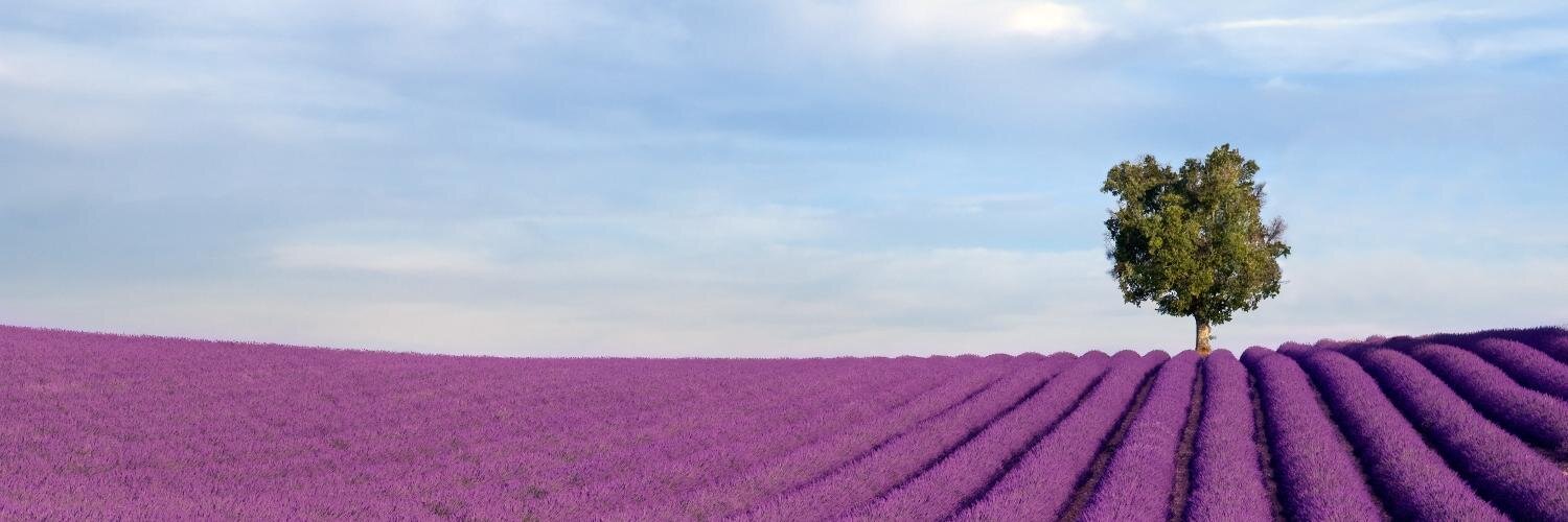 Shutterstock France banner