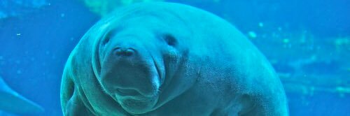 hippothrombe's profile banner image