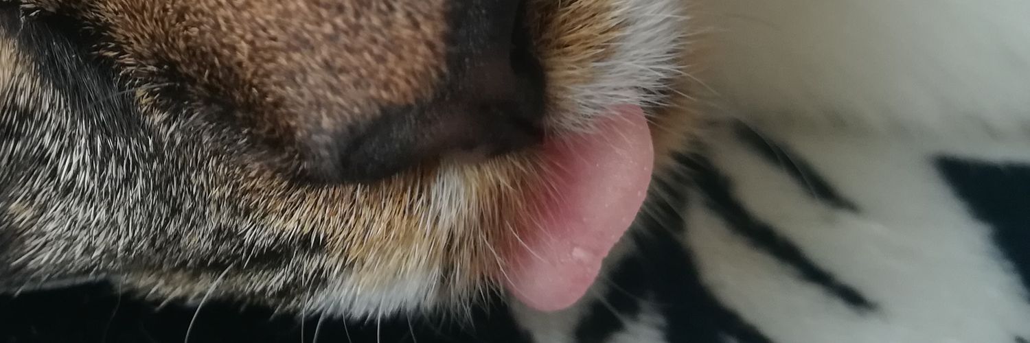 H_T banner