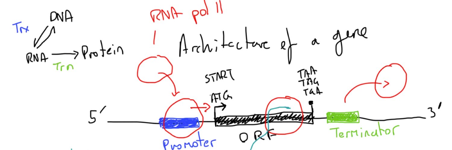 Andrew Bowman banner