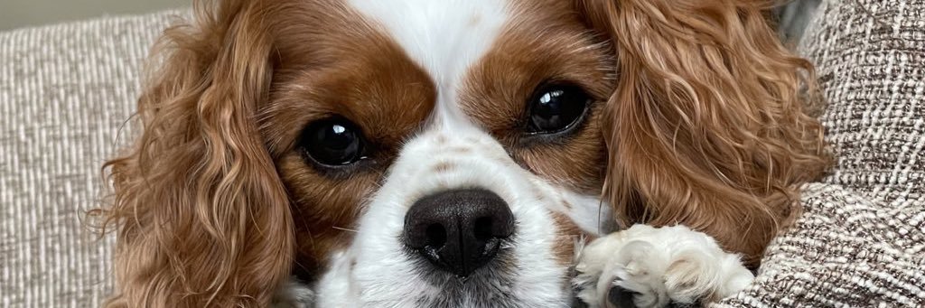 ふれいあの中身(*´ч`*) banner