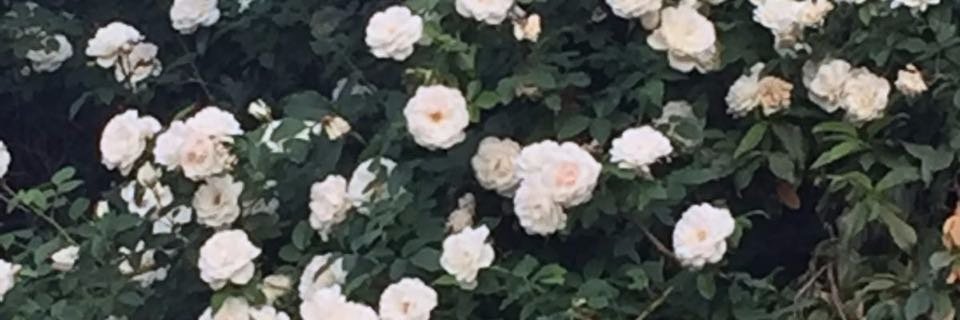 sinaicedars's profile banner image