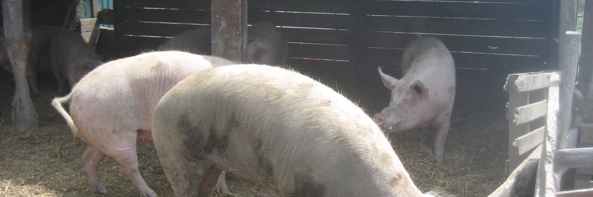 cushpig's profile banner image