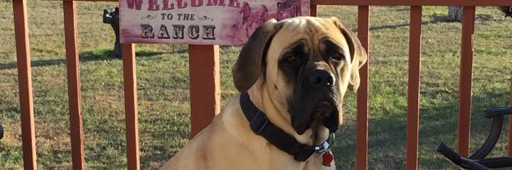 A Conservative Who Loves America! banner