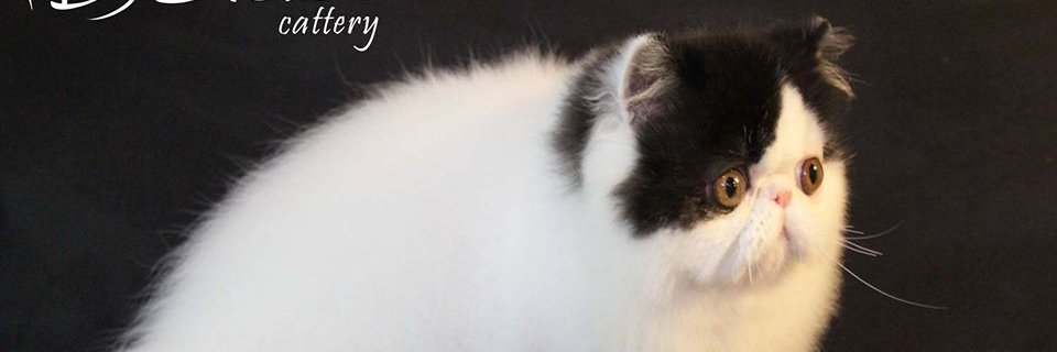 DBlazeCattery's profile banner image