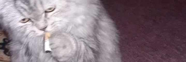 kalhahan's profile banner image