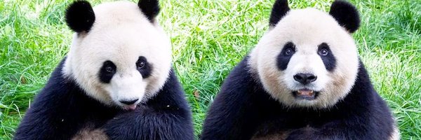 JunkMilesShow Profile Banner