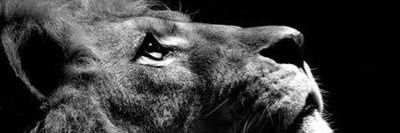 LeoBernardo01's profile banner image