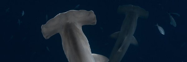 CarreraEricka Profile Banner