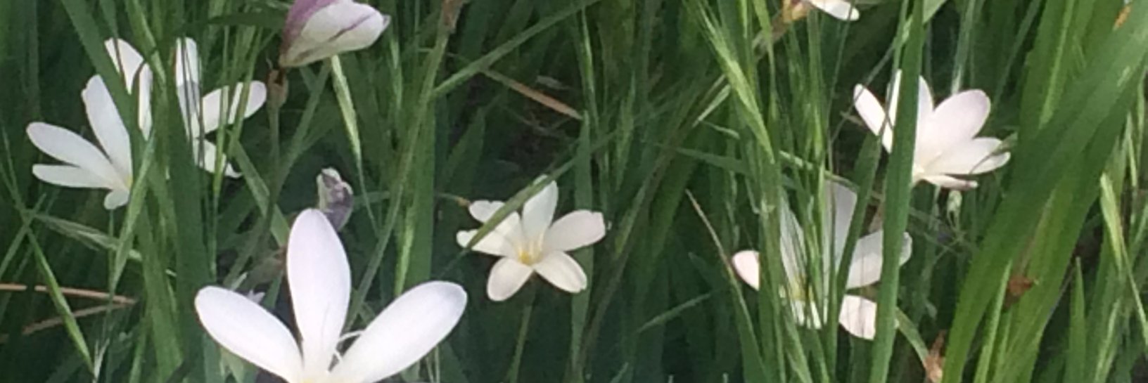 Antonina Wasuna, PhD banner