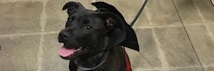 staci_al's profile banner image