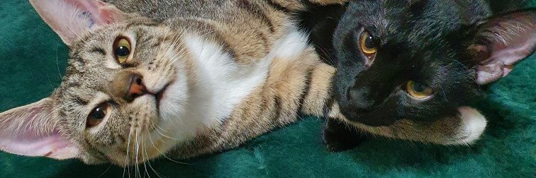 xonward's profile banner image