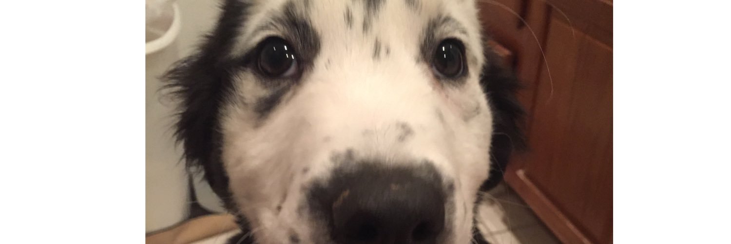 joshypoo71's profile banner image