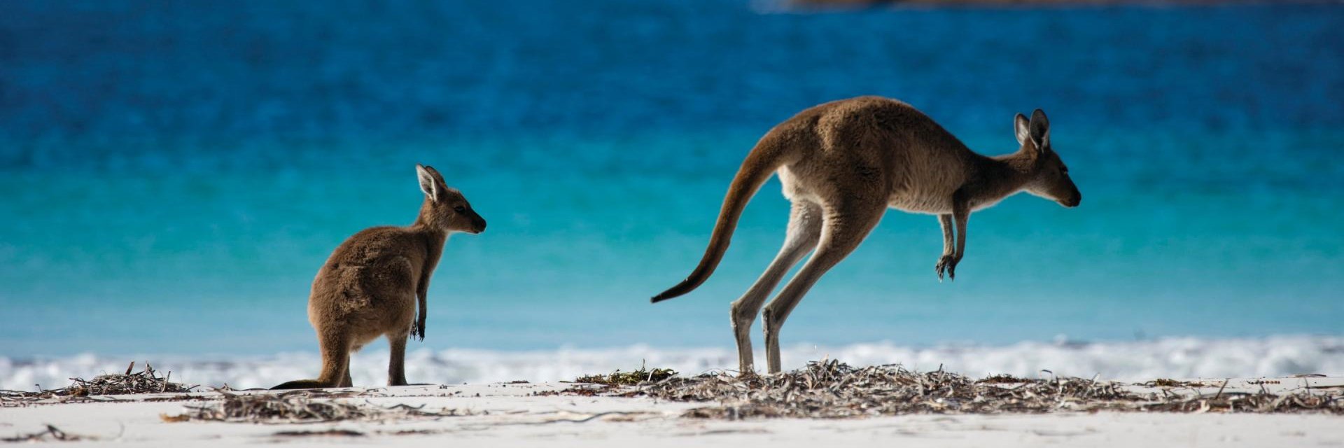 JoeyDoomScrolls banner