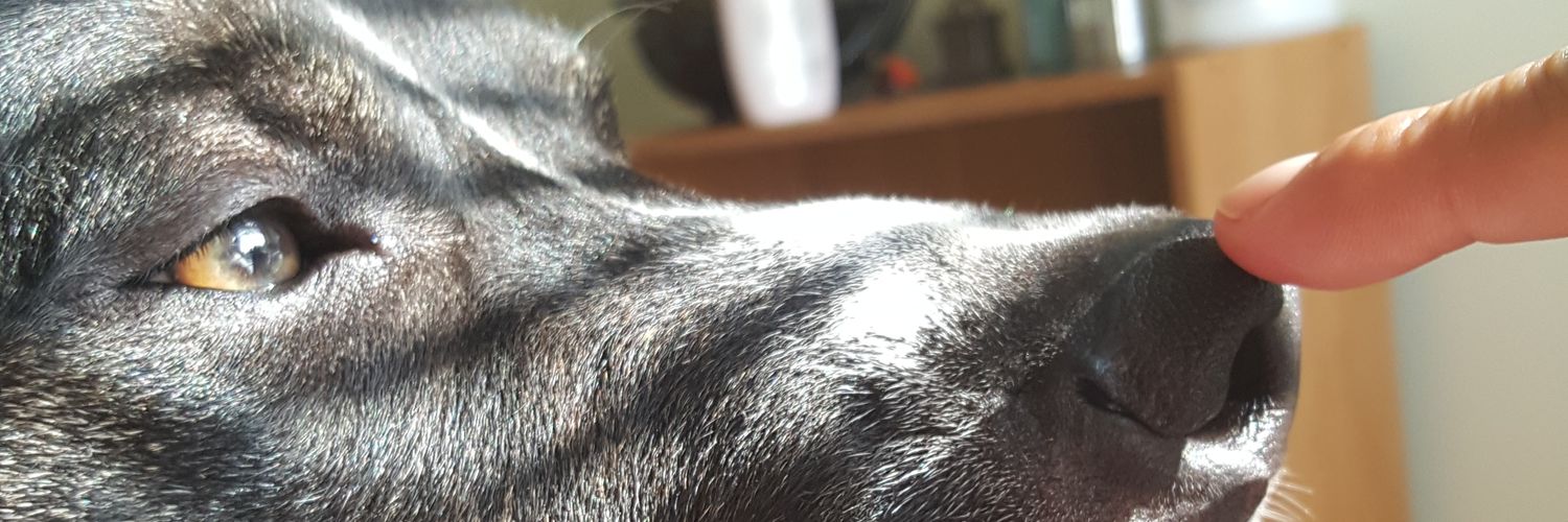 Buddy Ralphio banner