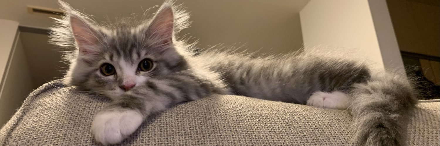 nekomarone's profile banner image