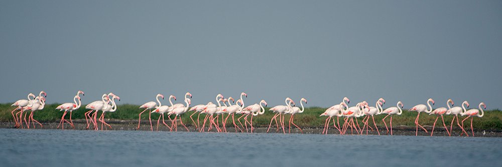 Chilika Lake banner