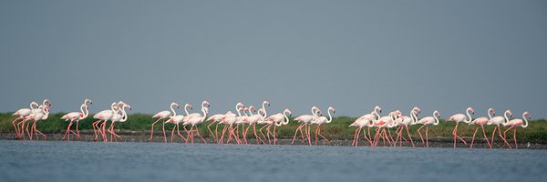 ChilikaDevAuth Profile Banner