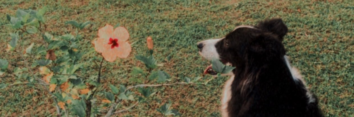 amandaabl_'s profile banner image