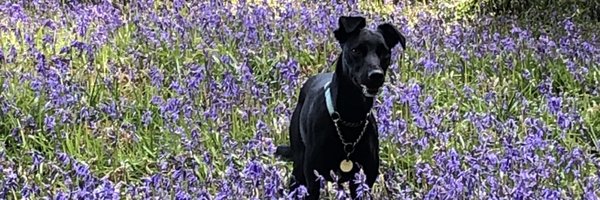 HollyGilbert10 Profile Banner