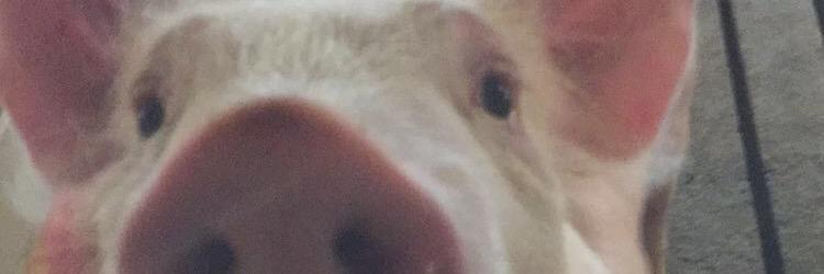 DylaGodzilla's profile banner image